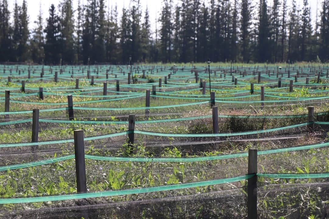 117944936_102768108218037_5602122878837059589_n