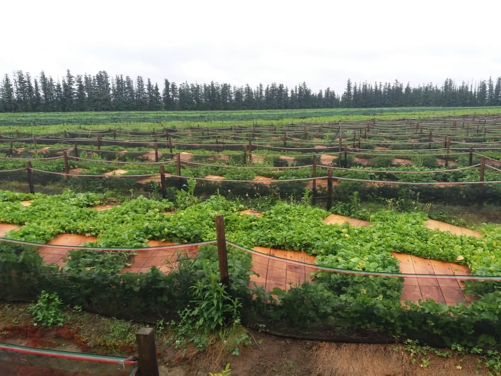 117989710_102768421551339_7830501206182412409_n