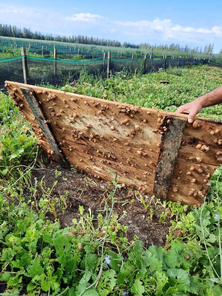 120291091_179639613864219_1146407314816325945_n